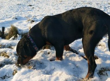 德牧在罗威纳的地盘上撒野，立即把它赶走，狗：再说废了你