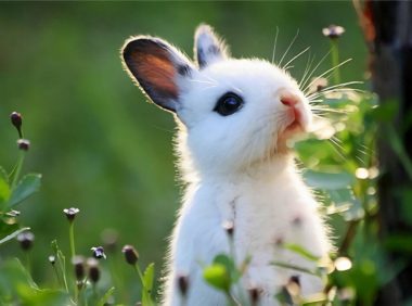 云南花兔身份信息