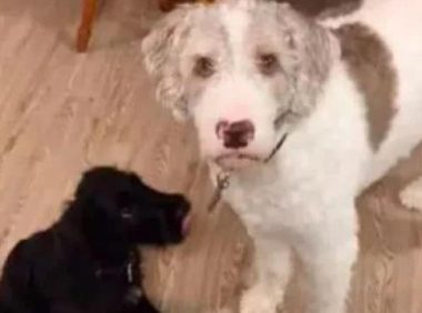 网民捡了只黑板,結果家中的白狗一瞬间石化了,一动不动立在原地不动!