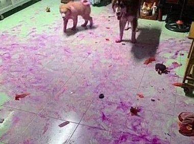 狗主人家下班了回到家,瞬间觉得血压升高:家里养狗子想立刻送出去!