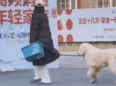 河南狗子和主人闹脾气，赖在门口半天拽不回家，过路男子搞笑解说