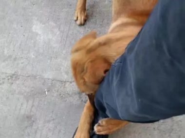 网友离职离去厂，常常饲养的狗狗扒住他的腿，眼睛里都涌起泪珠了