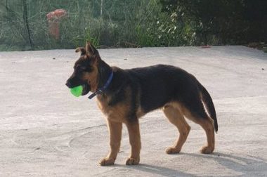 德牧偷跑出去玩,主人突然冒出在眼前,吓得站不住了