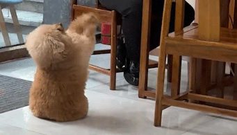 主人去修脚，狗子在大厅跟人作揖要饭吃
