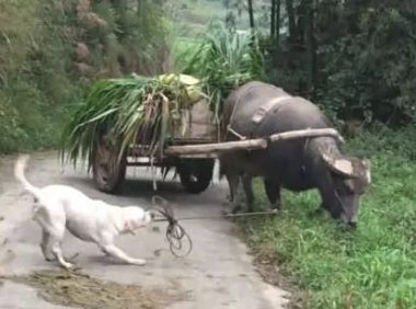 让拉布拉多放牛,老牛吃草不愿回家,小狗:不快点儿走我吃不上吃完!