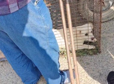 60买300卖，吓得蜷缩成一团的小白狗任由狗贩夹着，被装进麻袋里