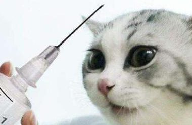 谨慎!猫咪注射“狂犬疫苗”的坏处,你还不知道吧