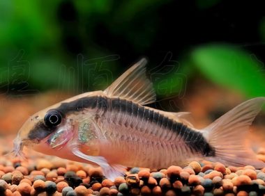 印第安鼠身份信息