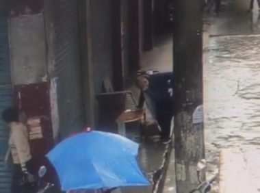 “当街打死金毛犬”事件调查:社区寻主人未果按流浪狗处理