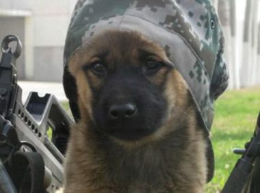 为啥中华田园犬不能当军犬,不是因为很笨,原因曝光让人哭笑不得