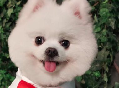 好心收留别人借住家中，对方竟殴打狗致重伤，准研究生如此做人？