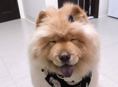 松狮犬太肥被取笑，冼澡后1秒破谣传，下场好尷尬！