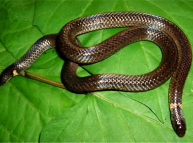 钝尾两头蛇身份信息