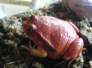 安东吉利红蛙身份信息