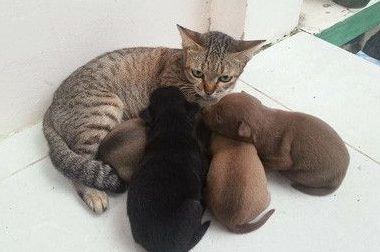 虎斑猫遭一群狗宝宝讨奶喝 猫咪一脸无奈因为是公的