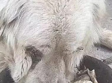 女孩不管不顾家人抵制，收养又脏又丑的流浪狗，2月后狗狗极致成长