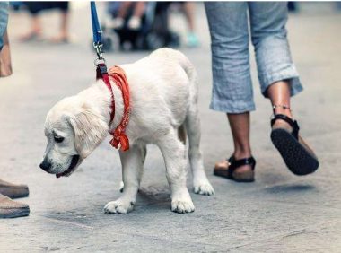 遛狗不拴绳致人骨折不道歉不赔偿 法院这样判