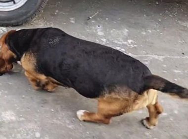 狗狗从屠宰场被救下,3年后和救助人分别时,做出的反应令人动容