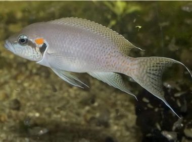 白边燕尾鱼身份信息