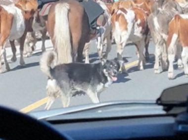 网友开车跟牛群太近了，被牧牛犬警告停下来！狗：算你有眼力见！