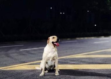 忠诚的狗狗，总摊上不省心的主人，这年头当个宠物太难了！