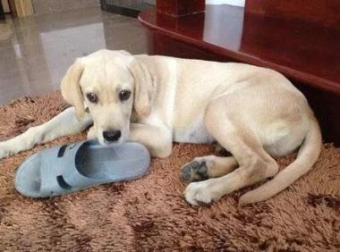 为什么狗子就是不能放过我们的鞋子？