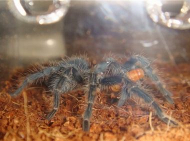 海地咖啡食鸟蜘蛛身份信息