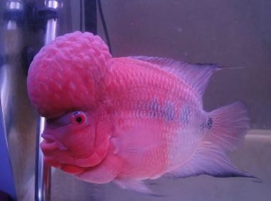 罗汉鱼身份信息