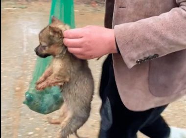 小狗和死去妈妈被扔进垃圾桶，被救后检查出患上细小，盼奇迹降临