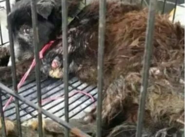 狗狗骨头被人踢断，它的眼神让人不是滋味！