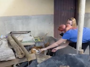 因抢食物打架的狗兄弟，再次偶遇场面意想不到…