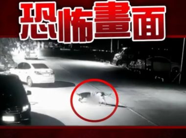 恶狗攻击男童致重伤：狗弱点在哪？被恶狗攻击时应该怎么办？