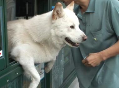 这只狗狗是“商业奇才”，一天都坚守在售票口上与人类“说话”