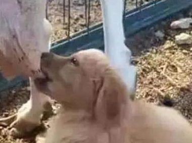 网民本说养条狗来照料羊，怎料金毛先对羊下了口，狗：这奶真纯