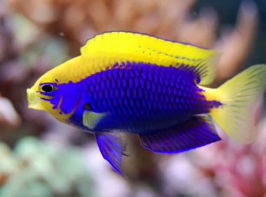 史氏金翅雀鲷身份信息