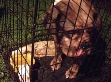 今日英国发生弃养狗事件 怀孕斗牛犬被遗弃公园