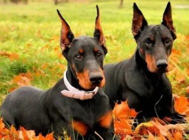 路人见金毛开心合照，转头见杜宾犬一脸嫌弃：会咬人吗？