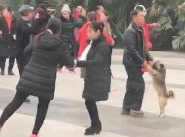 大爷拉着狗跳舞,男子在公共汽车看愣住,男子:狗还了解垫脚打转