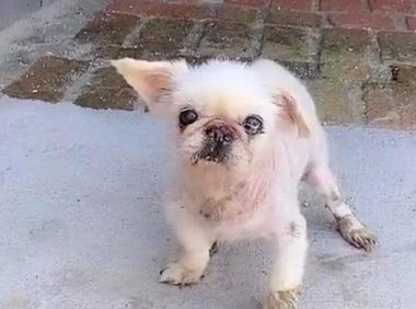 丢半年的京巴犬，竟出现在2千公里以外城市