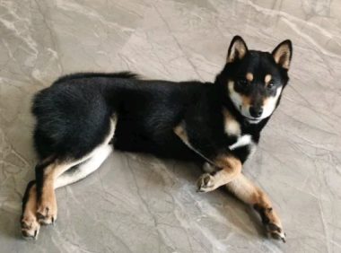 趁柴犬晚上睡觉吃点“独食”，結果被发觉了，狗：因为我吃