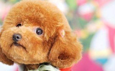 女子捡到一只流浪犬，剃毛时，被狗狗身上的跳蚤吓哭