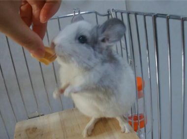 银斑龙猫身份信息