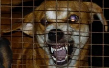 7岁男孩被邻居家狗抓伤后离世：狗眼看人低，人善被狗欺