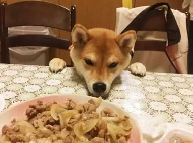主人带狗狗出门聚会，以便桌子的饭食，即使脸形变了狗狗也罢拼