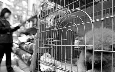 黑心宠物医院见狗就说有病