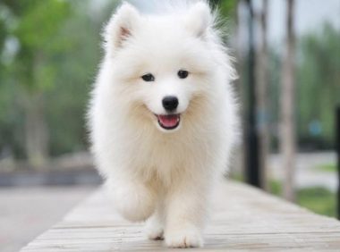 福建一老人街上被大狗撕咬身亡，肇事犬仍然在酒楼养着