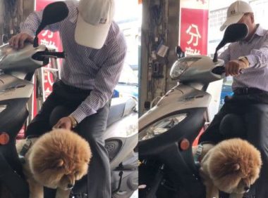 超黏阿公鬆狮犬 逐渐取得正宫女儿地位