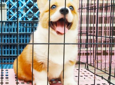 小狗都怕被关进笼子里吗？并不是，柯基在笼子里就很开心