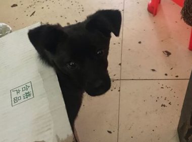 狗狗在马路边往返彷徨着,男孩儿叫它一声,小家伙这一跟便是四公里