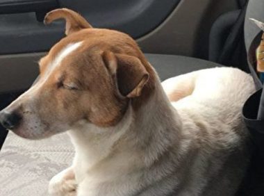 小狗在路边等候 带善心路人救兔子朋友